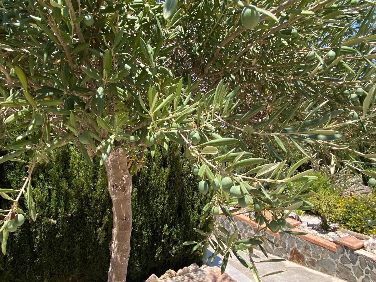 B&B Casa Oceo - Malaga - Andalusie Алаурін-де-ла-Торре Екстер'єр фото